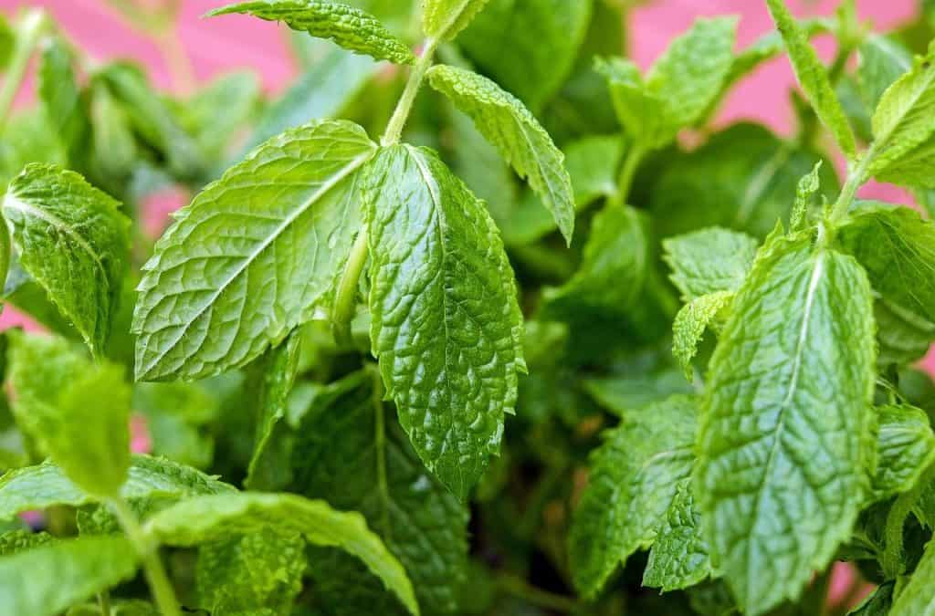 Thinking About Peppermint? 1 Reason Why It’s Time To Stop!