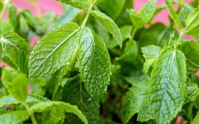 Thinking About Peppermint? 1 Reason Why It’s Time To Stop!